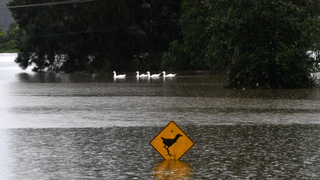 The Australian Floods Are Devastating Wildlife